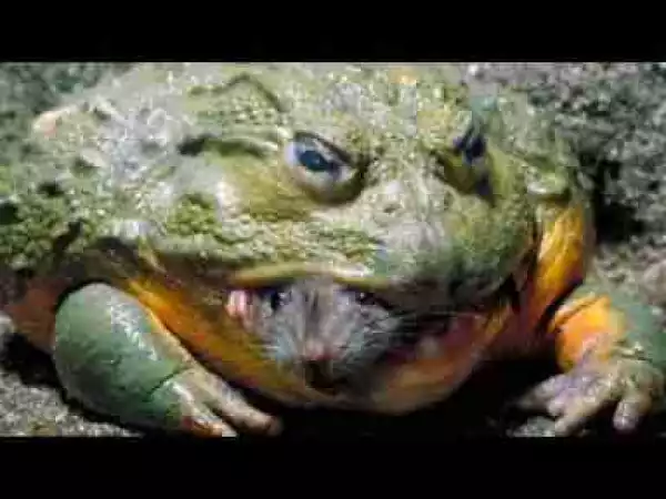 Video: Frogs eat EVERYTHING Compilation including Frog eats Mice, Snake, Tarantula Spider, Frog eating Frog